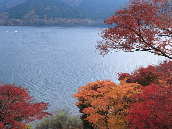 箱根の紅葉